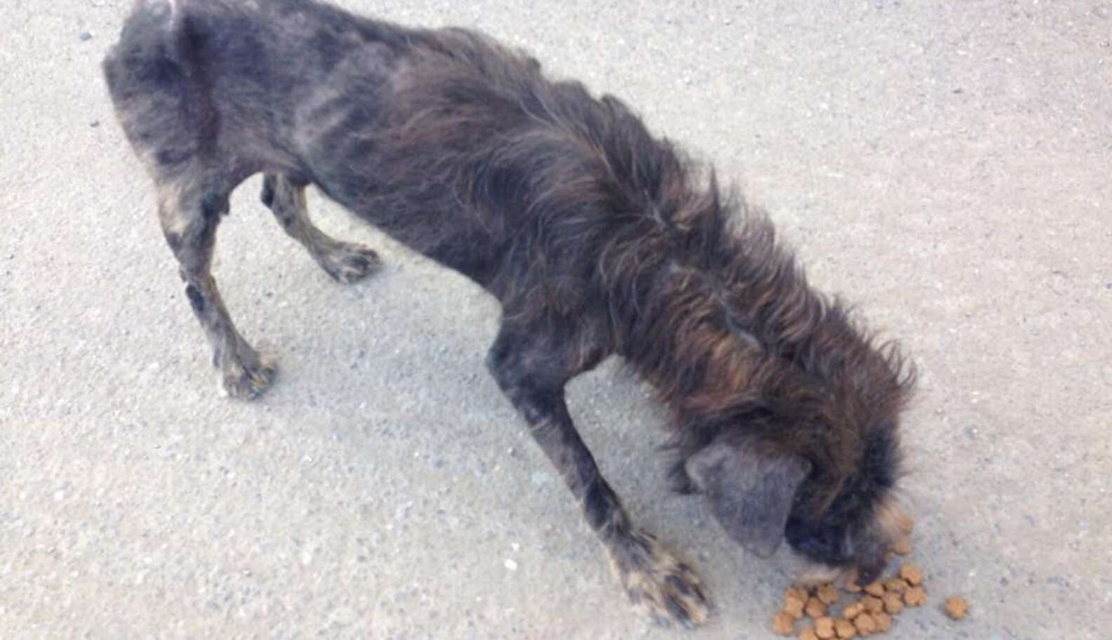 Starving Street Dog Gets The Greatest Makeover - The Dodo