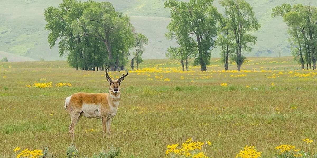 No One Knows How Bad Fracking Is For Animals -- And That’s A Problem ...