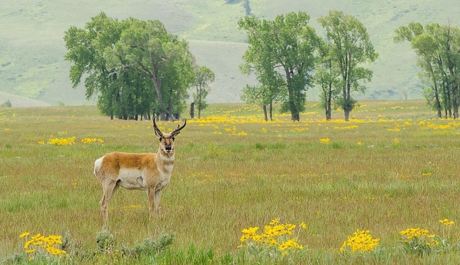 No One Knows How Bad Fracking Is For Animals -- And That’s A Problem ...