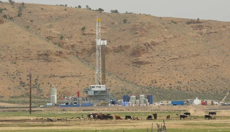 No One Knows How Bad Fracking Is For Animals -- And That’s A Problem ...
