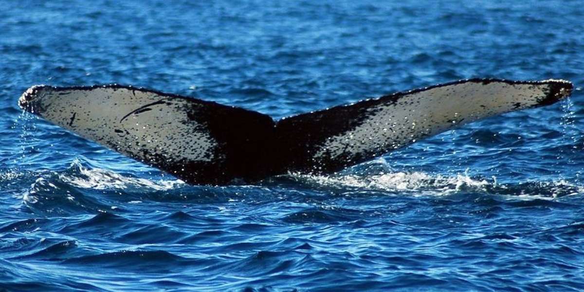 How Icelandic Whaling Companies Are Stripping The Ocean Of Endangered ...