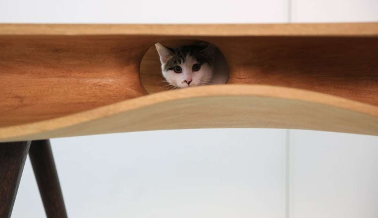 Table Shape Cat Designers Finally Invent A Table Catered For Cats - The Dodo
