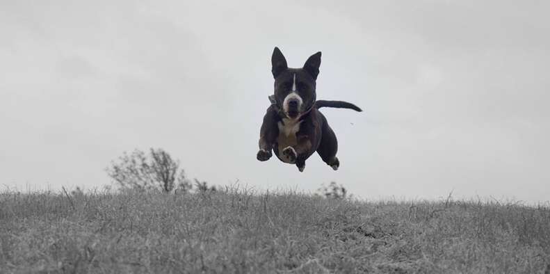 Rescued Pit Bull Is SO Happy To Run Around Without Her Muzzle - The Dodo