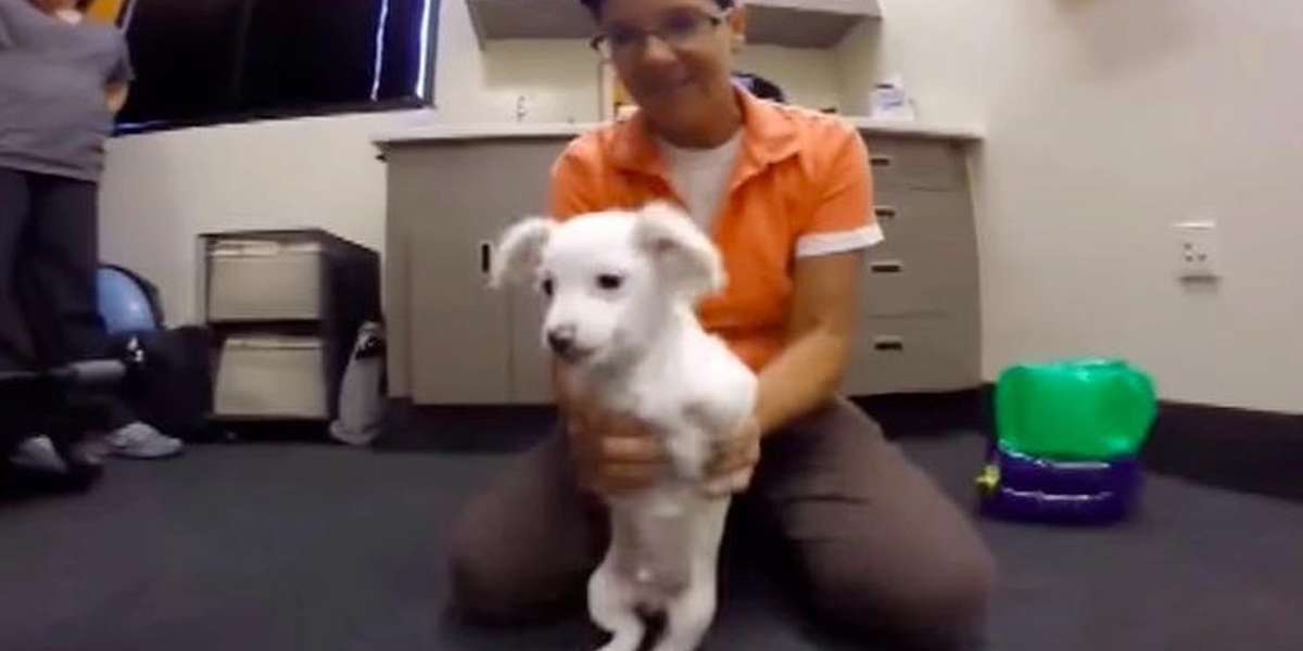 Fierce Little Puppy Determined To Run On His Only 2 Legs - The Dodo