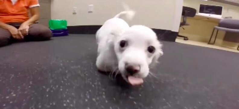 Fierce Little Puppy Determined To Run On His Only 2 Legs - The Dodo