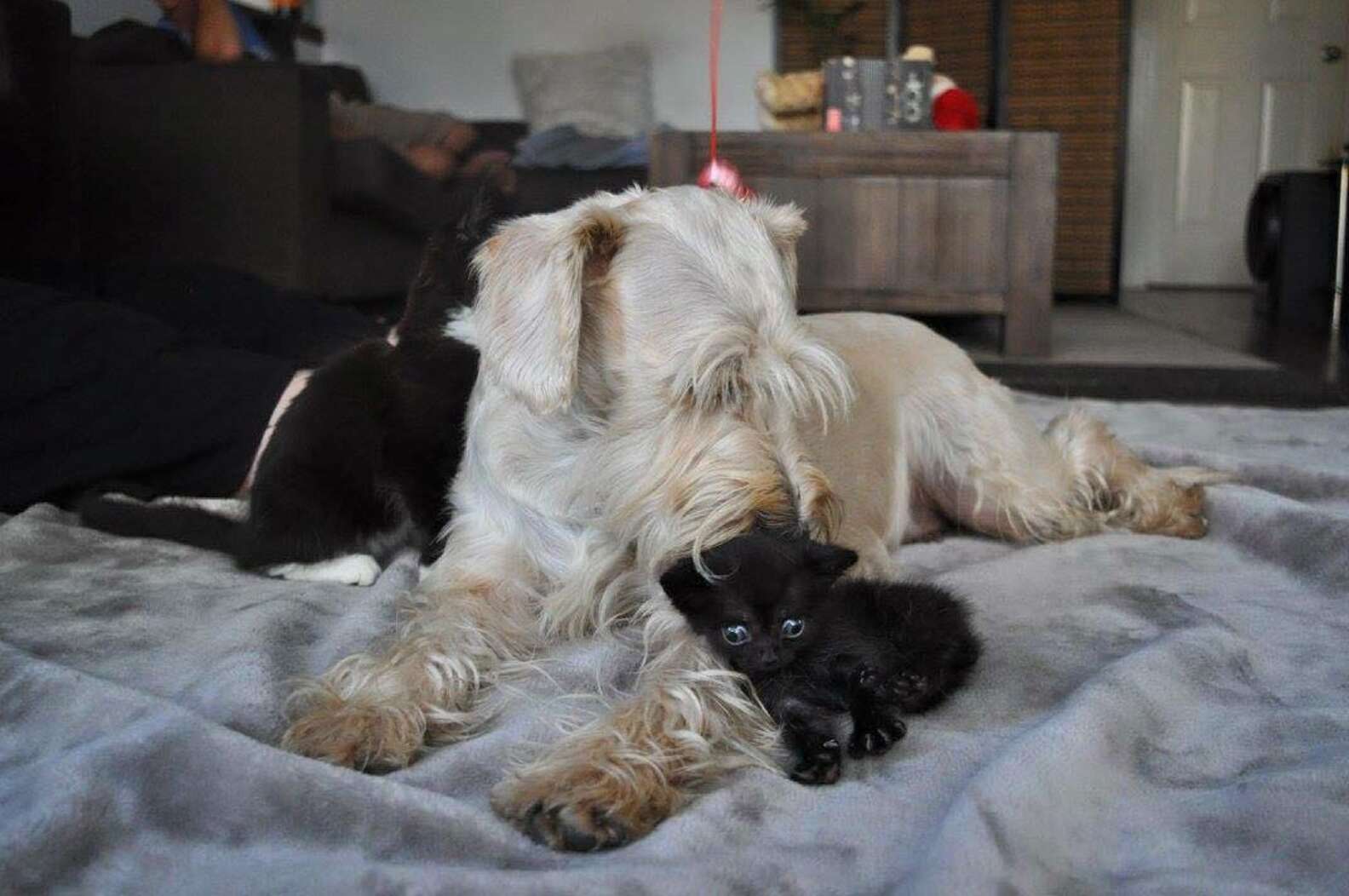 Kitten Born Different Gets A Mom Who Loves Him Exactly As He Is - The Dodo