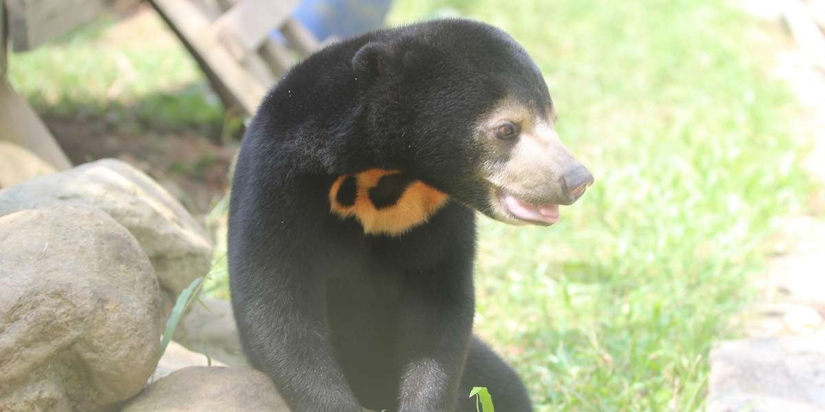 Hidden Cam Footage Of Sun Bear Foraging - The Dodo