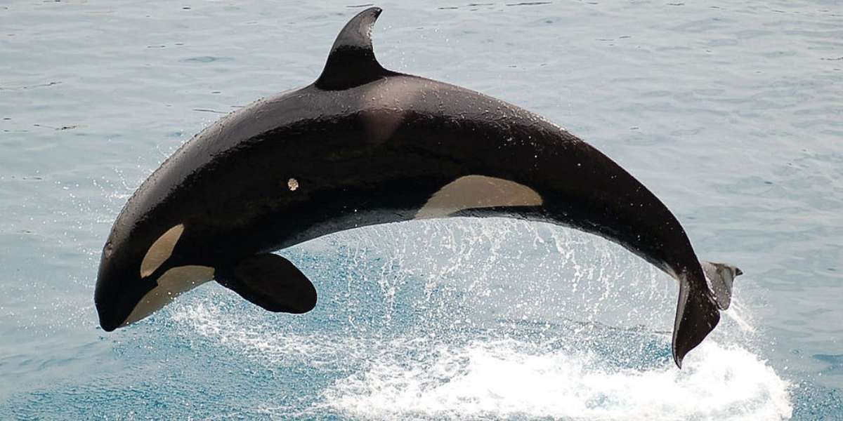 New Lawsuit Could Force SeaWorld To Reveal Private Documents The Dodo