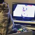 17 Cats Who Think You Watch Too Much TV