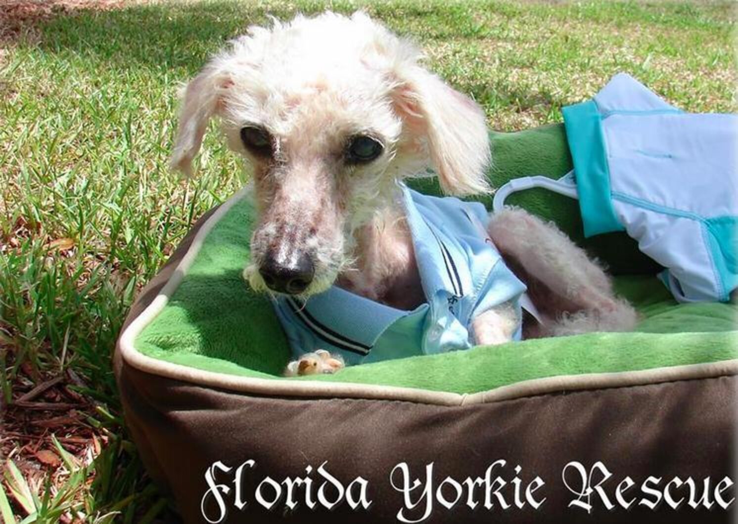 Tiny Dog Left To Die Now Has A Comfy Bed Of His Own - The Dodo