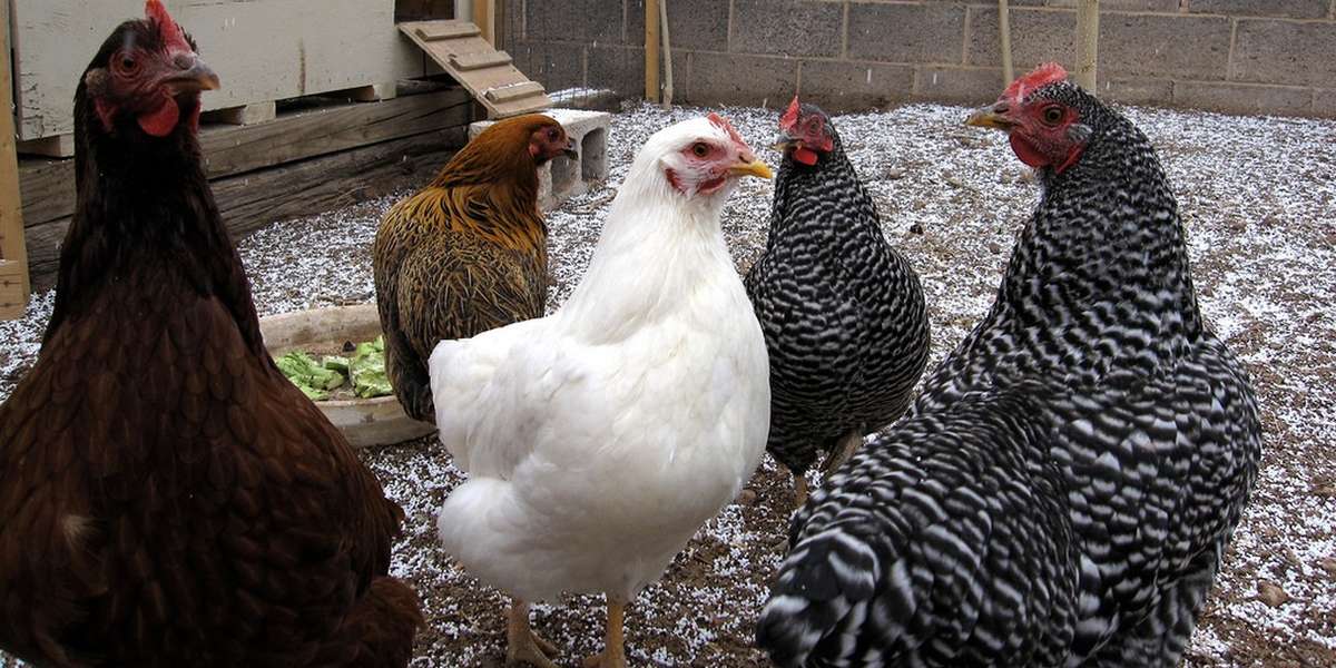 Activists Crack Open Whole Foods’ Humane Egg Claims The Dodo