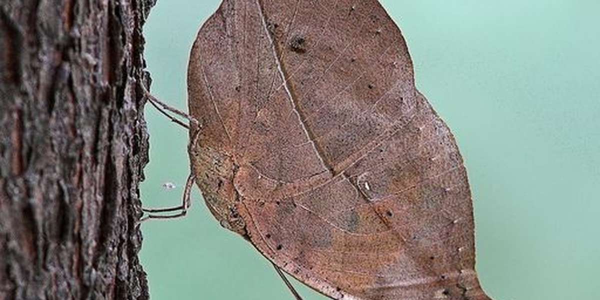 Insect Mimicry: Top 10 Masters Of Disguise - The Dodo