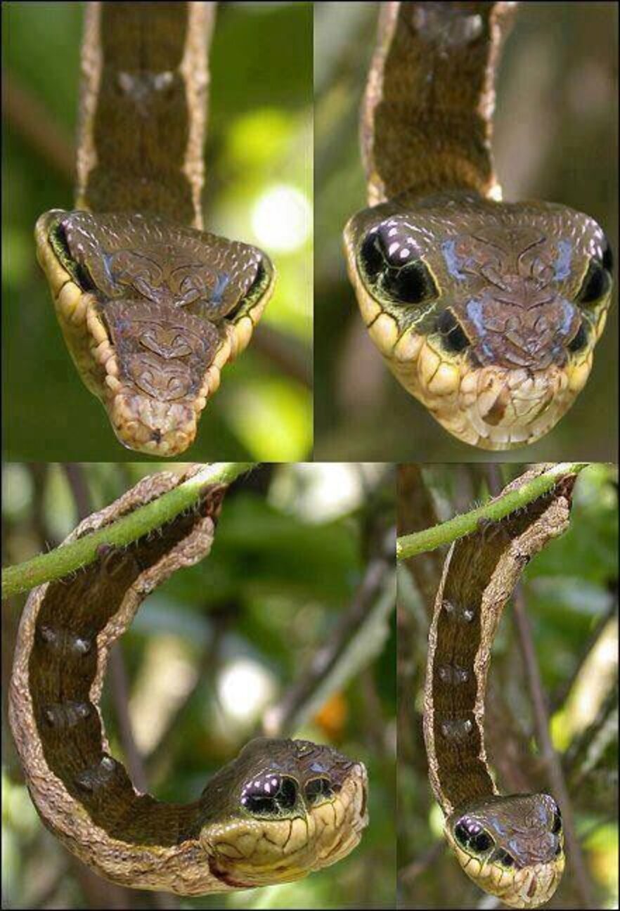 Insect Mimicry: Top 10 Masters Of Disguise - The Dodo