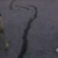 Police Officer Knows Exactly How To Calm Aggressive Dogs