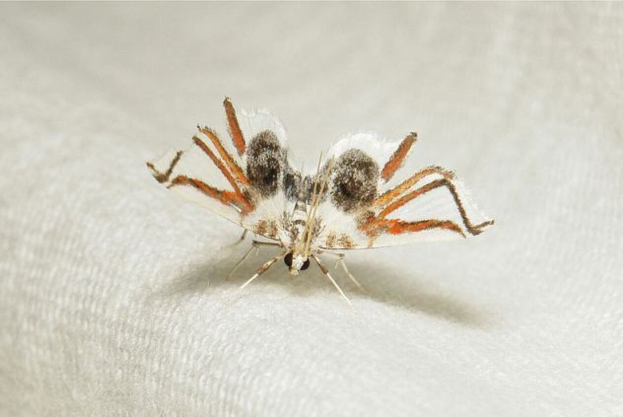 Insect Mimicry: Top 10 Masters Of Disguise - The Dodo