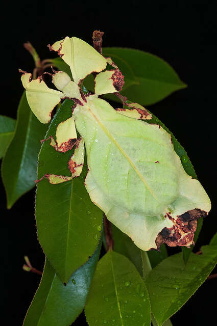 Walking Leaf Insect