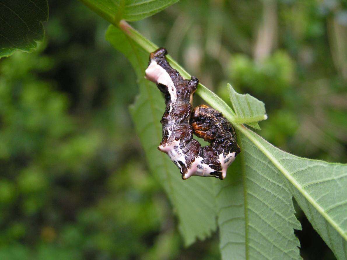 Swallowtail Caterpillar