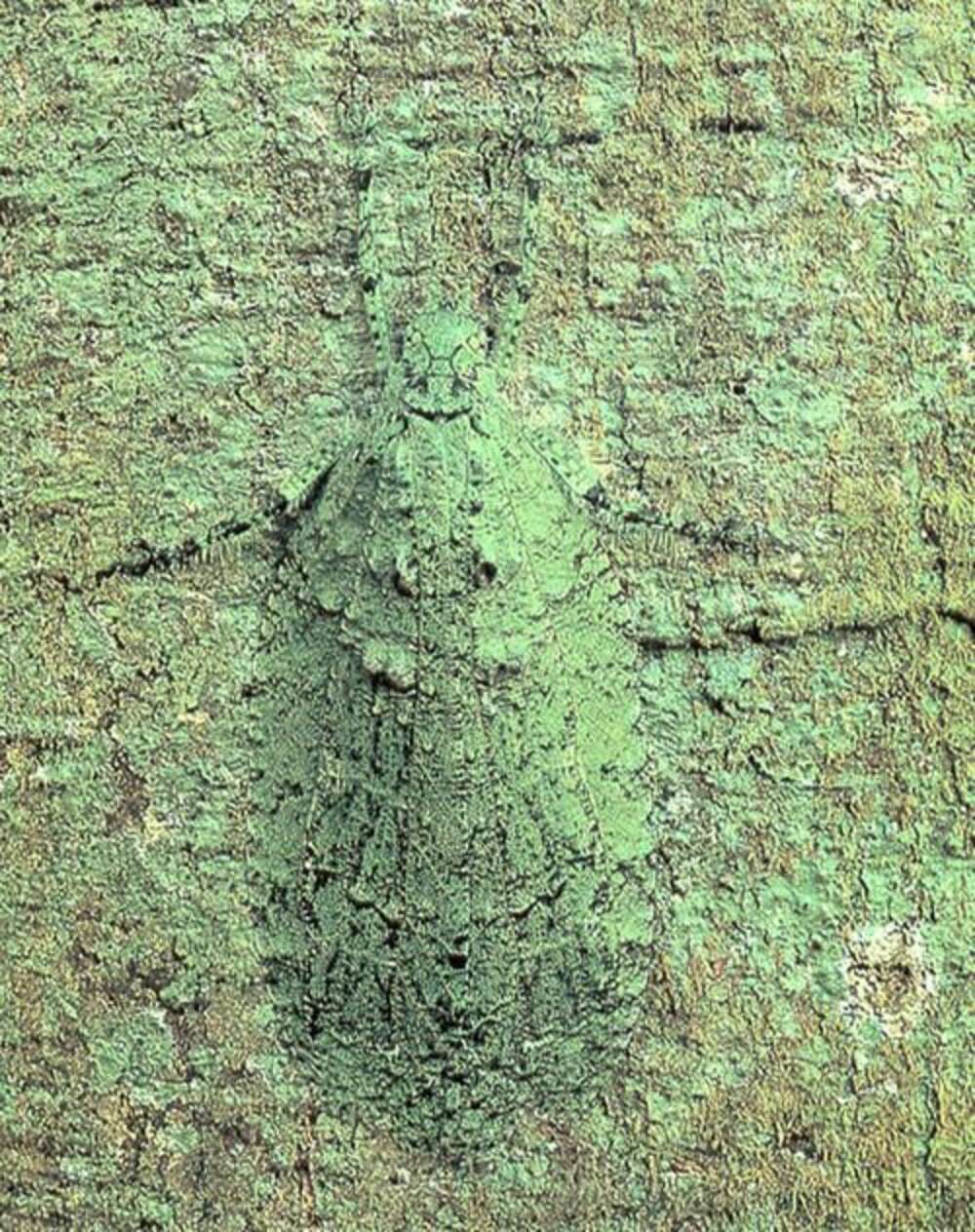 Micmic Insect Insect Mimicry: Top 10 Masters Of Disguise - The Dodo