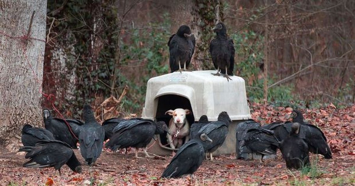 People Finally Saved Chained Dog … After Vultures Arrived The Dodo