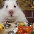 Hamster Eats Thanksgiving Dinner