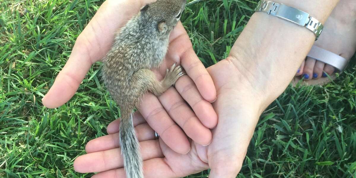 Sick Baby Squirrel Taught Me Why Every Life Matters The Dodo