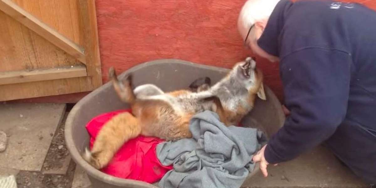 Rescue Fox Goes Wild For Cuddles From Her Favorite Man - The Dodo