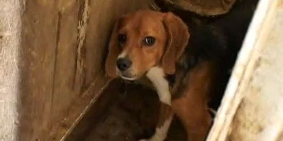 10 Beagles Are Rescued Just In Time - Videos - The Dodo