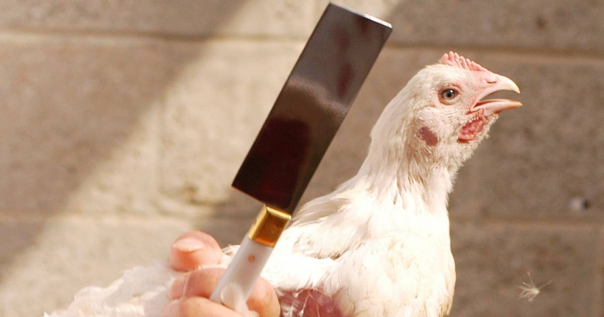 50,000 Animals About To Be Brutally Sacrificed On Streets Of NYC - The Dodo