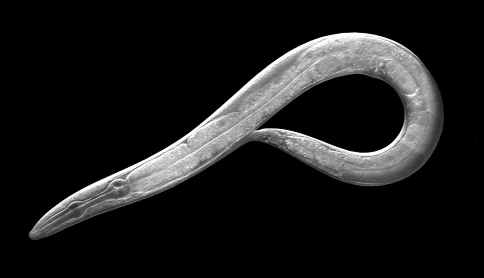 Наука о червях. Нематода Caenorhabditis elegans. Круглый червь Caenorhabditis elegans. Нематоды c. elegans.