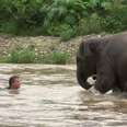 Happy Baby Elephant Takes Swim With Human Best Friend