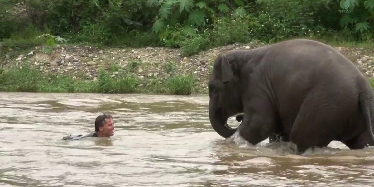 Happy Baby Elephant Takes Swim With Human Best Friend - The Dodo