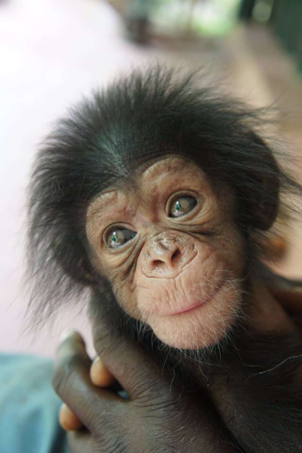 Baby Chimp Makes New Friends While He Waits To Reunite With Mom - The Dodo