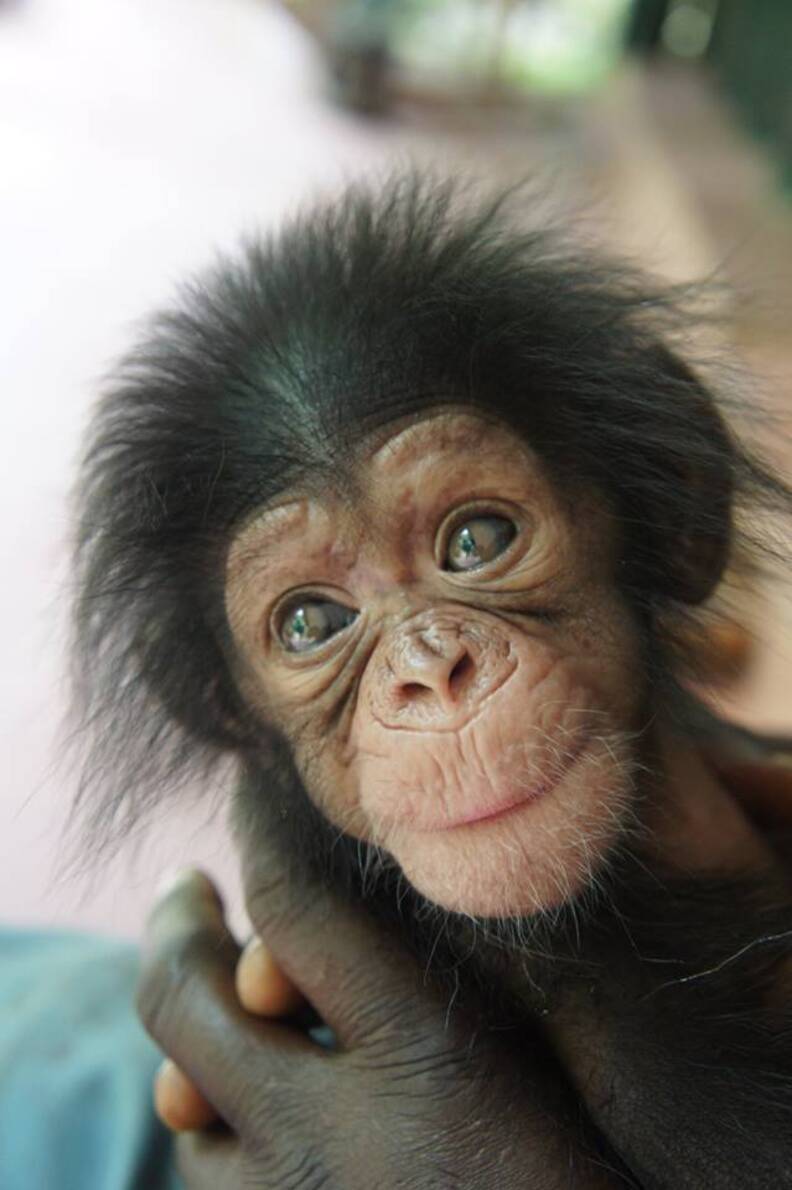 Baby  Chimp  Makes New Friends While He Waits To Reunite   Baby  Chimp  Makes New Friends While He Waits To Reunite