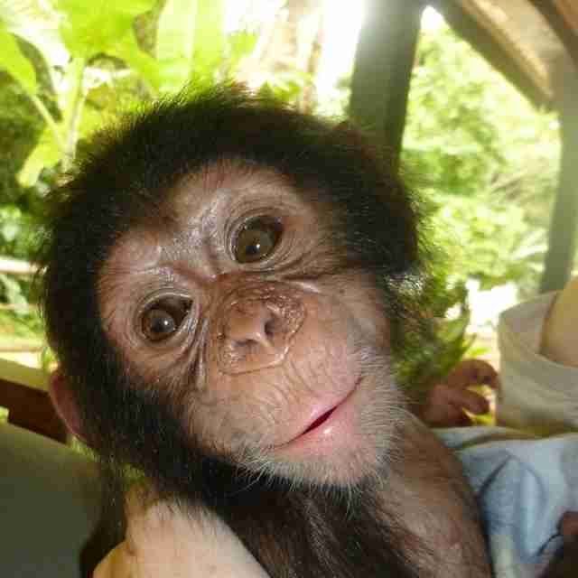 Baby Chimp Makes New Friends While He Waits To Reunite With Mom - The Dodo