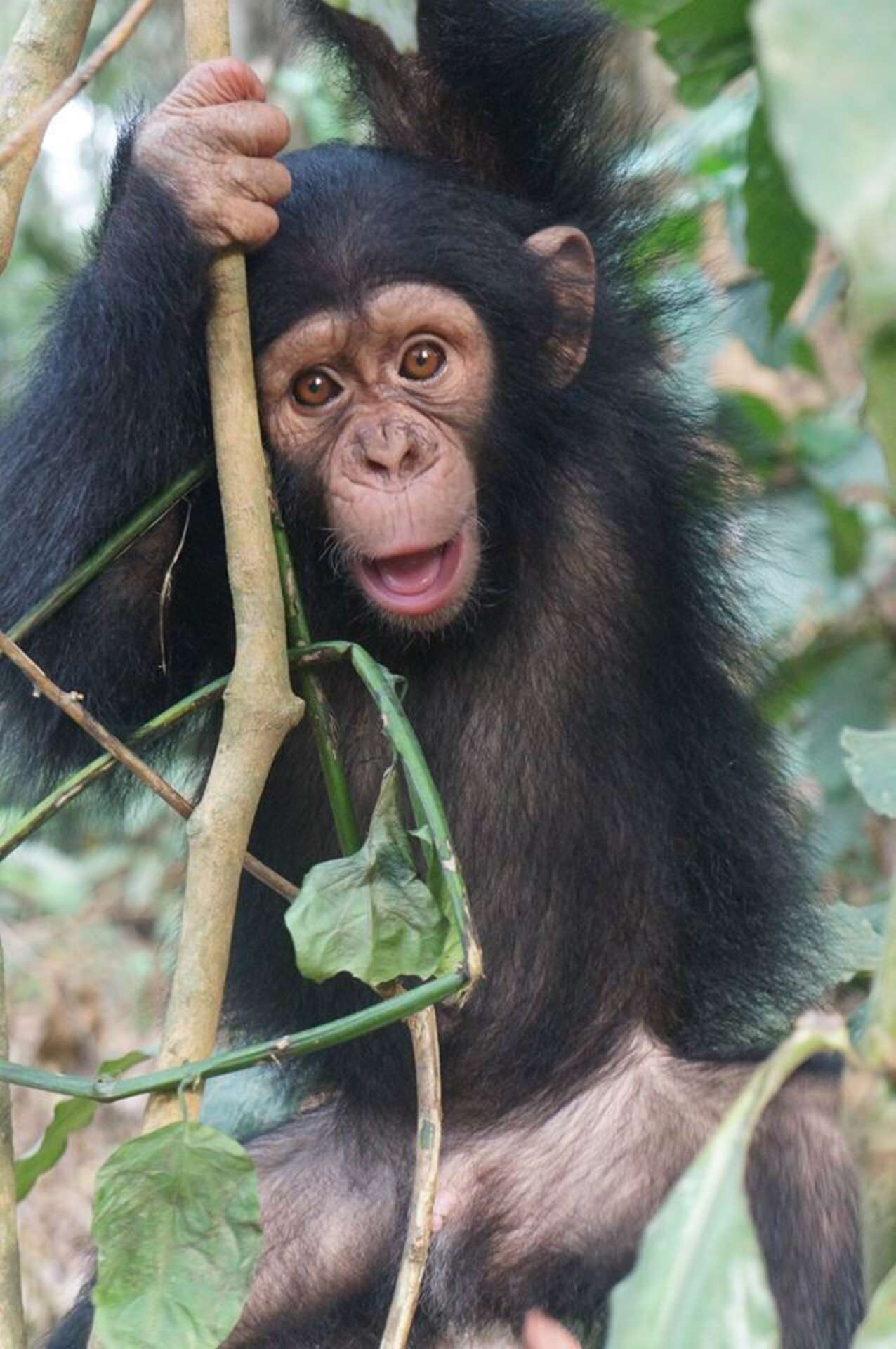 Baby Chimp Makes New Friends While He Waits To Reunite With Mom - The Dodo