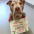 Senior Dog Just Wants A Family For Christmas
