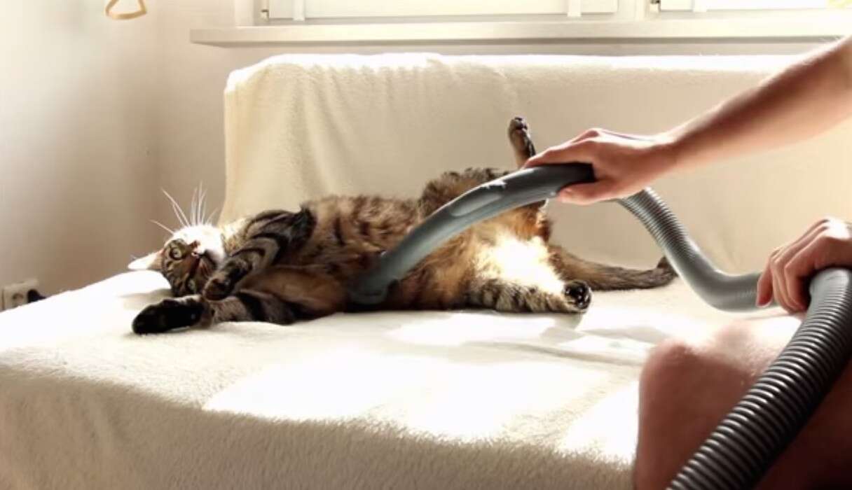 Vacuum Cats