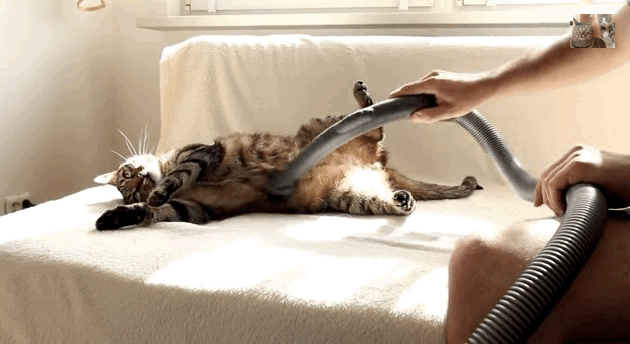 Defiant Cat Embraces One Of Kitty World's Greatest Fears: The Vacuum ...