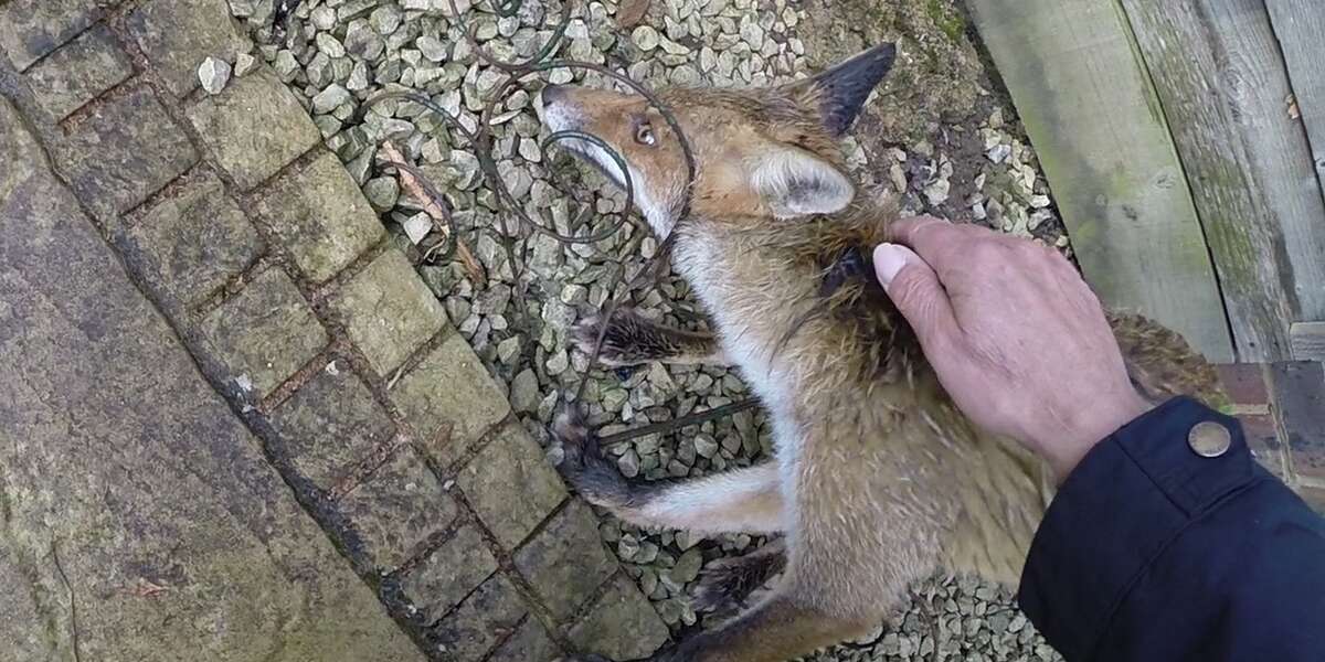 GoPro quick rescue - Fox gets his head in a twist - The Dodo