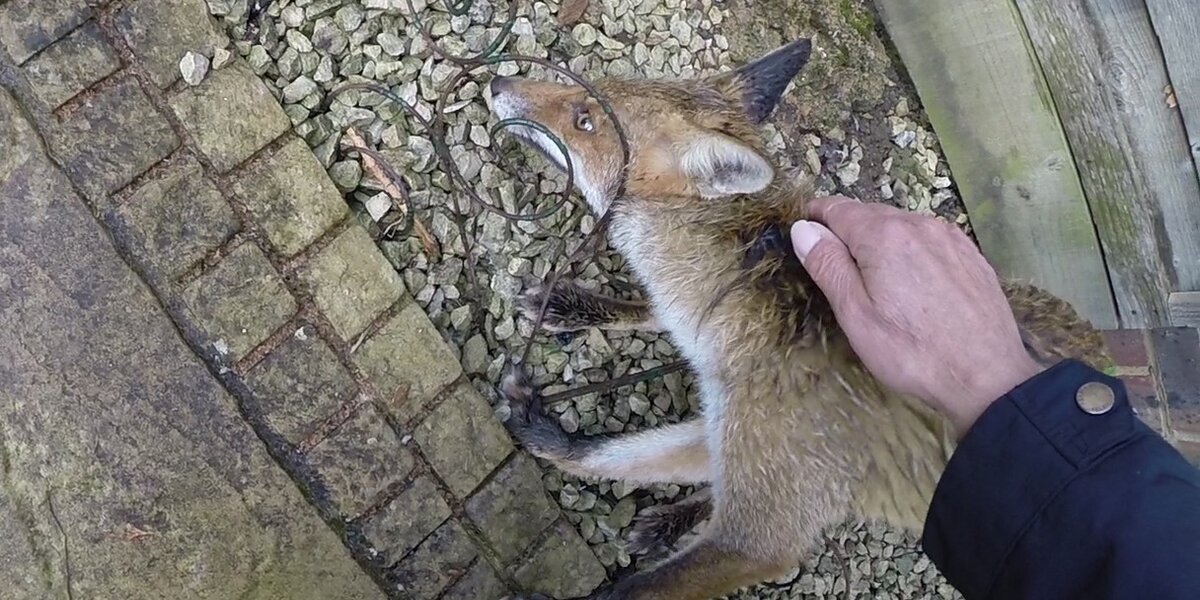 GoPro quick rescue - Fox gets his head in a twist - The Dodo