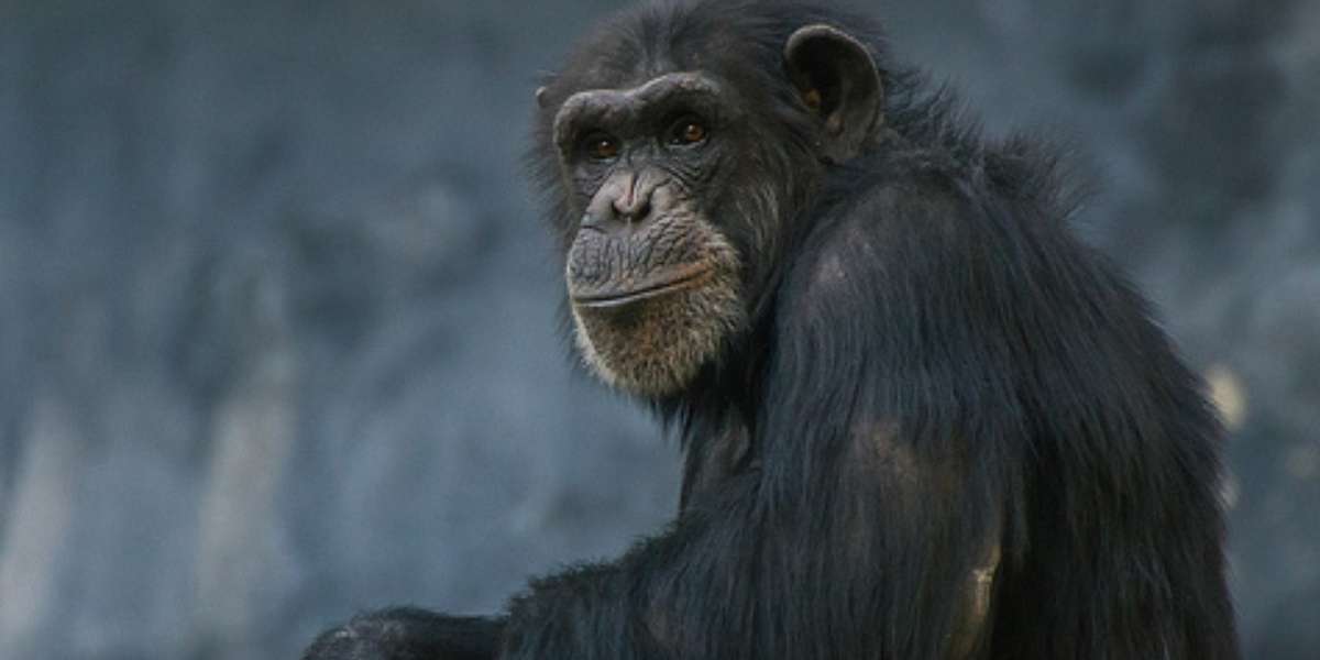 Are There Democracies In The Animal Kingdom? - The Dodo