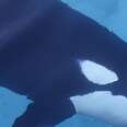 SeaWorld's Chlorine Affects Orcas — And Trainers