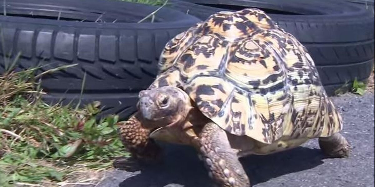 Tortoise Fast Meet The Fastest Tortoise In The World (Sorry Ladies, He's Taken) - The ...