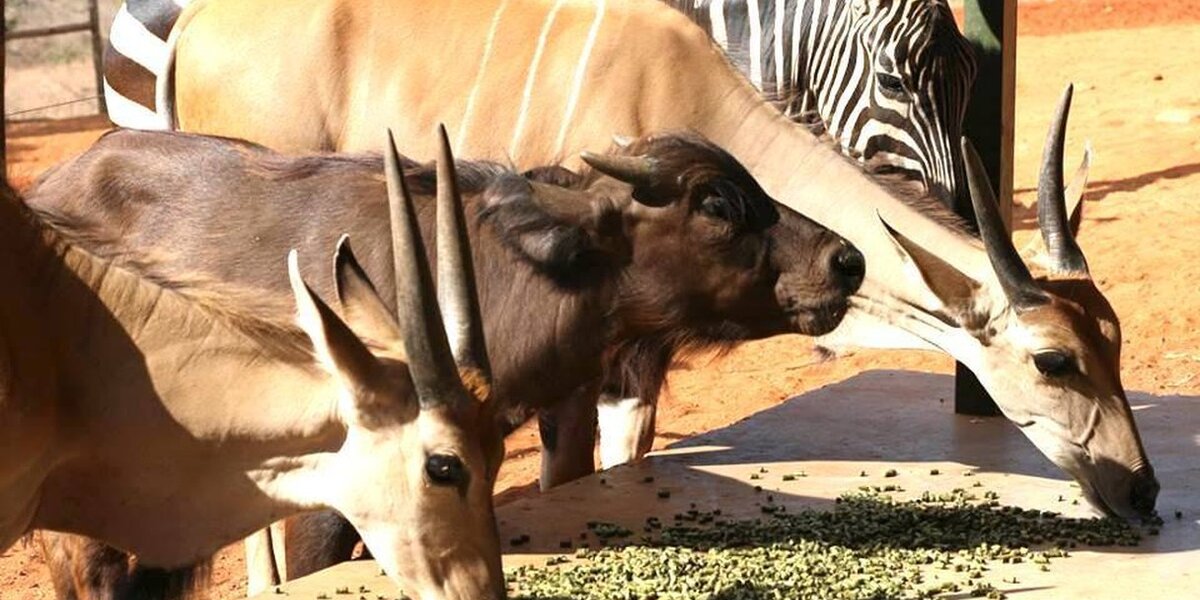 Orphaned Wild Animals Make Their Own Family - The Dodo