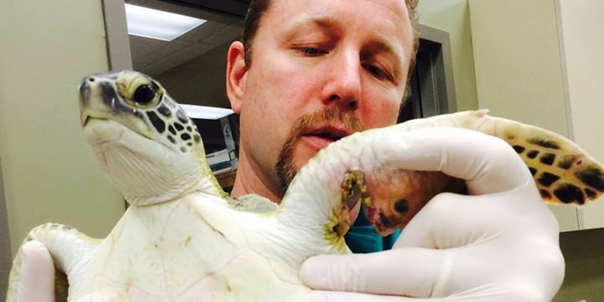 Vet Does Whatever It Takes To Fix Sea Turtle's Broken Flipper - The Dodo