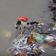 Dog Swims Through Floodwaters Carrying Her Puppies To Safety