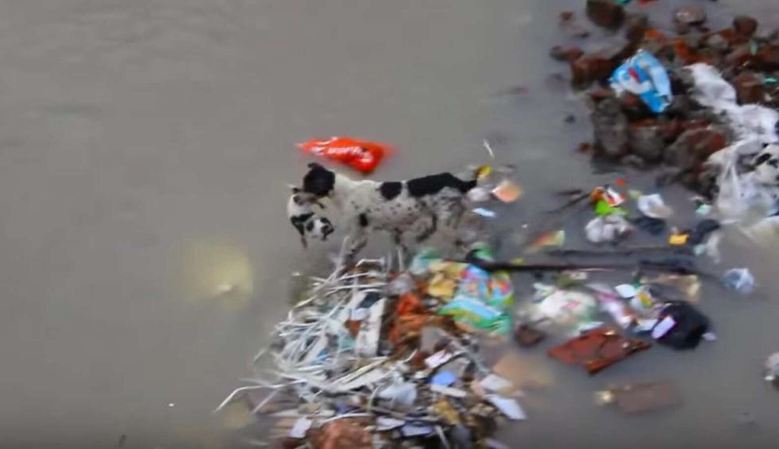Dog Swims Through Floodwaters Carrying Her Puppies To Safety - The Dodo