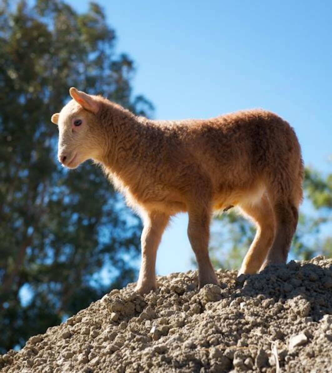 6 Fascinating Sheep Facts In Honor Of The Lunar New Year - The Dodo