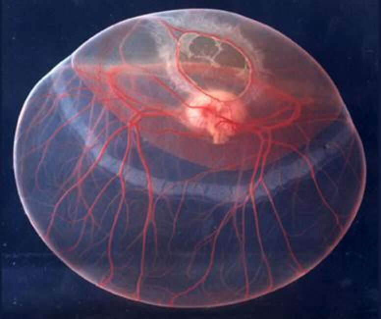 The Uniquely Amazing Process Of Horse Birth The Dodo