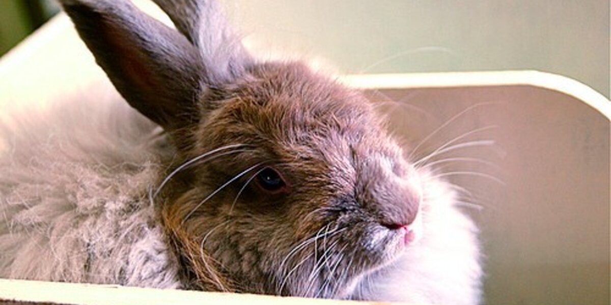 Is PETA's Angora Rabbit Video Staged?